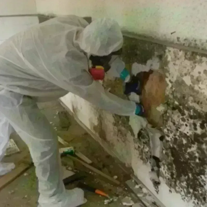 Mold Remediation and Removal in Brickerville, PA